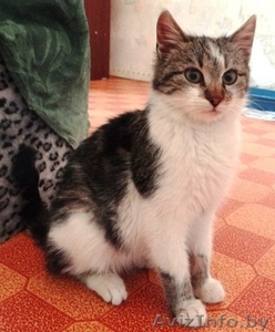 Котенок-подросток Тошик в дар! #807689