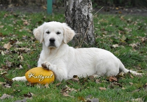 Золотистый ретривер щенки #809168