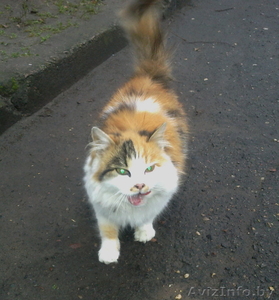 Кошка ждет добрых хозяев #805562