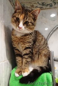 Кошечка Фанечка в дар! #812315