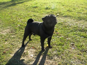 Породистый кобель мопса для вязки #813134