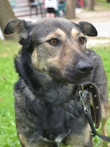 Милая собачка в добрые руки! #806728