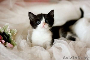 Веселые Котята в Добрые руки #814076