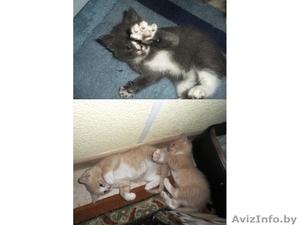 Отдадим котёнка в добрые руки  #807414