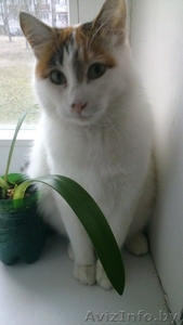 !!! Котенька ищет Дом !!! #792261