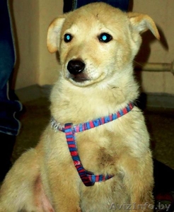 Щенки-мальчики в дар! #796788