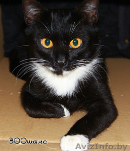 АНДРИС - черно-белый длиннолапый 