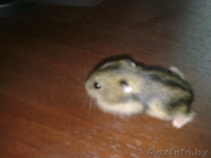 Продам джунгарских хомяков #800990