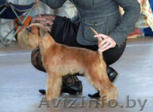 Брюссельский гриффон кобель для вязки #805009