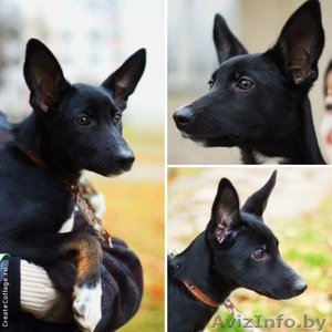 Красавица Айя ищет дом! #805584