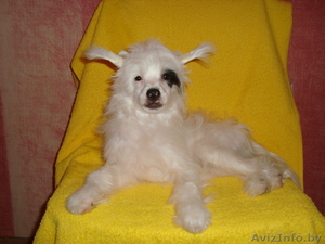 продаётся китайская хохлатая #804146