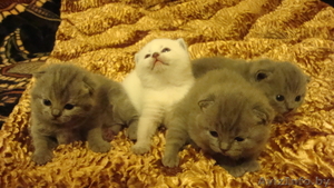 Шотландские новогодние котята #809537