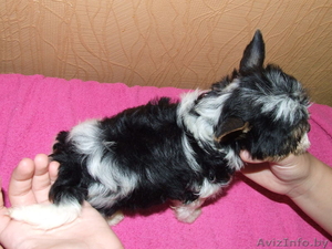 Щенки бивер йоркширского терьера #804688