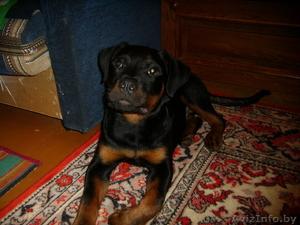 щенок ратвелера #805375