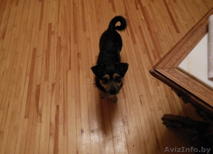 отдам даром собаку #803396