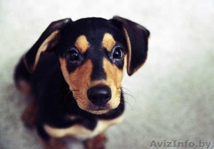 Флаппи - замечательный щеночек-мальчишка 3-ех месяцев #811637