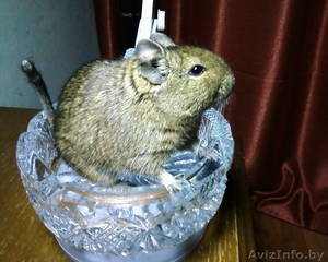Дегу,  белочка,  абсолютно ручная,  здоровая,  активная,  недорого! #813646