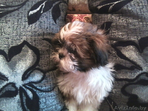 продаётся щенок шит-цу #802054