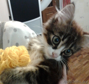 Пропал котёнок в районе ул.Пономаренко #809748