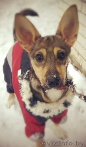 Шана-веселый энэрджайзер в дар! #808406