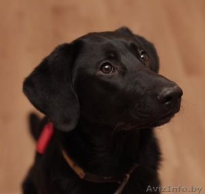 Лабрадор Рада - для Вас награда!) #806797