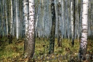  Вальщики леса с оборудованием #803079