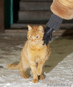 Храбрый Рыжик ищет новый дом или временную передержку!!! #811327