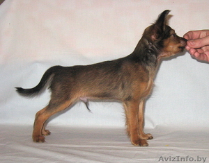 Продается щенок той терьера длинношерстный. #815337