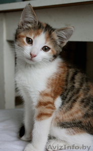 Чудесный котёнок в дар #810186