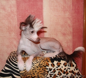 продаю китайскую хохлатую #802011