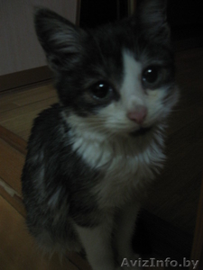 Трёхмесячный котёнок в ответственные руки! #809658