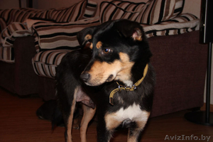 Молодая собачка Ася в дар #812790