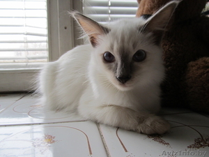 Продам котят редкой балинезийской породы #801048