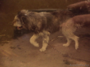 Отдам собаку , в хорошие руки!Срочно нужна помощь! #812583