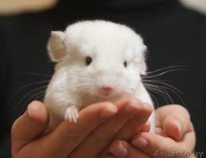 Шиншилла бело-розовая #808802