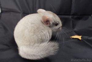 Шиншилла гетеробежевая #808786