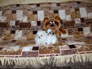 Продаются щенки пекинеса #801237