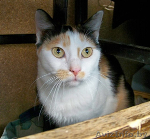 КРАСОТУНЬЯ - кошечка из счастливой семейки,  1 годик,  В ДАР. #801289