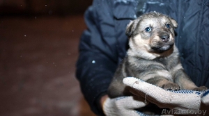 Пушистые щенки в дар #807629