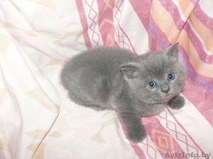 Британский короткошерстный котенок голубого окраса #806747