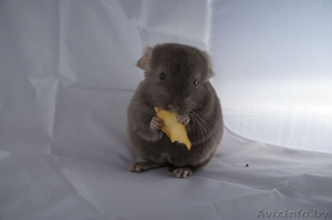 Шиншилла окраса пастель #808765