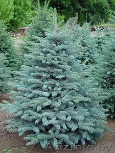 Елки и пихты новогодние живые #810549