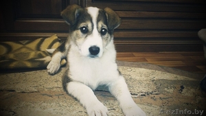 Чудесная маленькая девочка-щеночек в дар! Не проходите мимо!) #811257