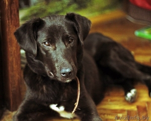 В дар метис лабрадора #803812