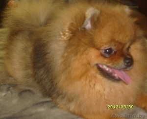 Померанский шпиц #810221