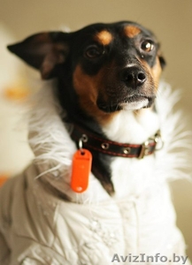 Отдам собаку в хорошие руки #812146