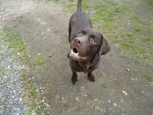 вязка собак лабрадора #810766