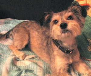 Маленькая собачка в дар #810040