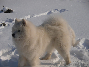 кобель самоедской собаки предлогается для вязок #821887