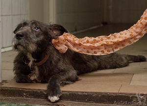 годовалая собачка-инвалидик ищет хозяев!!! #816121